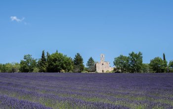 Champ de lavande en Drôme provençale.