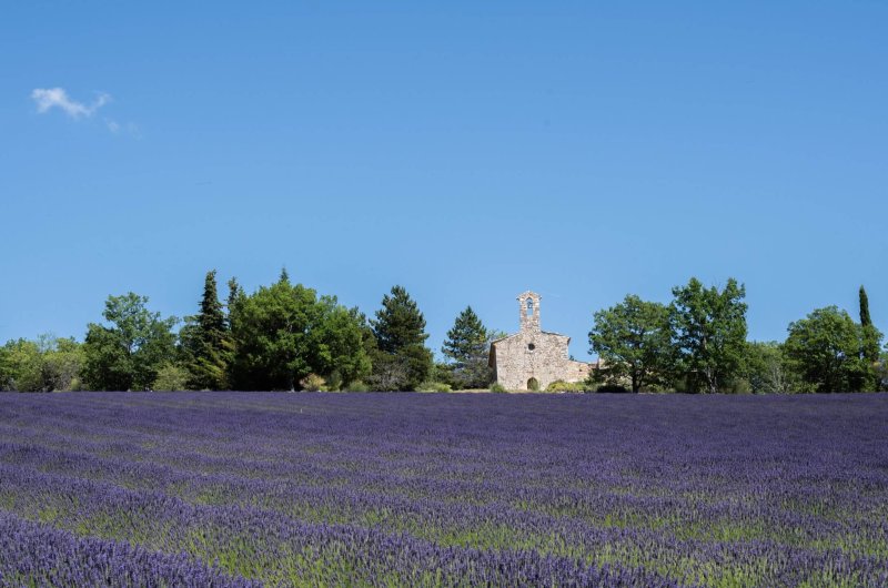 Champ de lavande en Drôme provençale.
