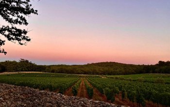 Vignoble de Peyrassol.