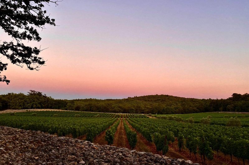 Vignoble de Peyrassol.