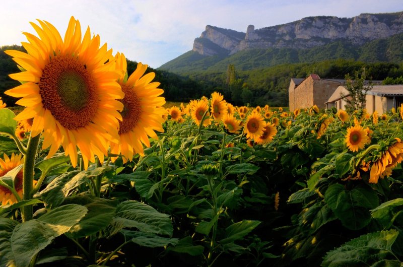 Champs de tournesols dans la Drôme.