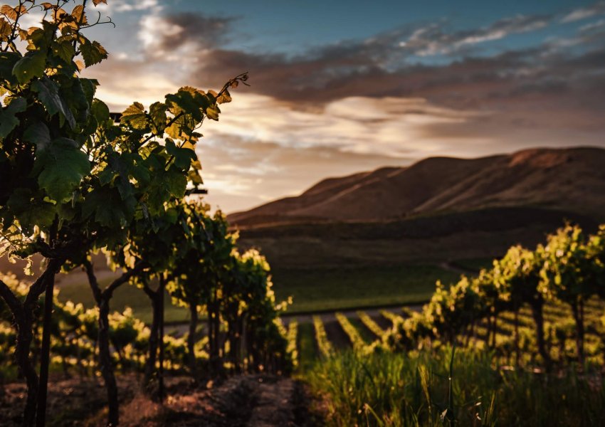 Vignoble dans les lumières du soir.